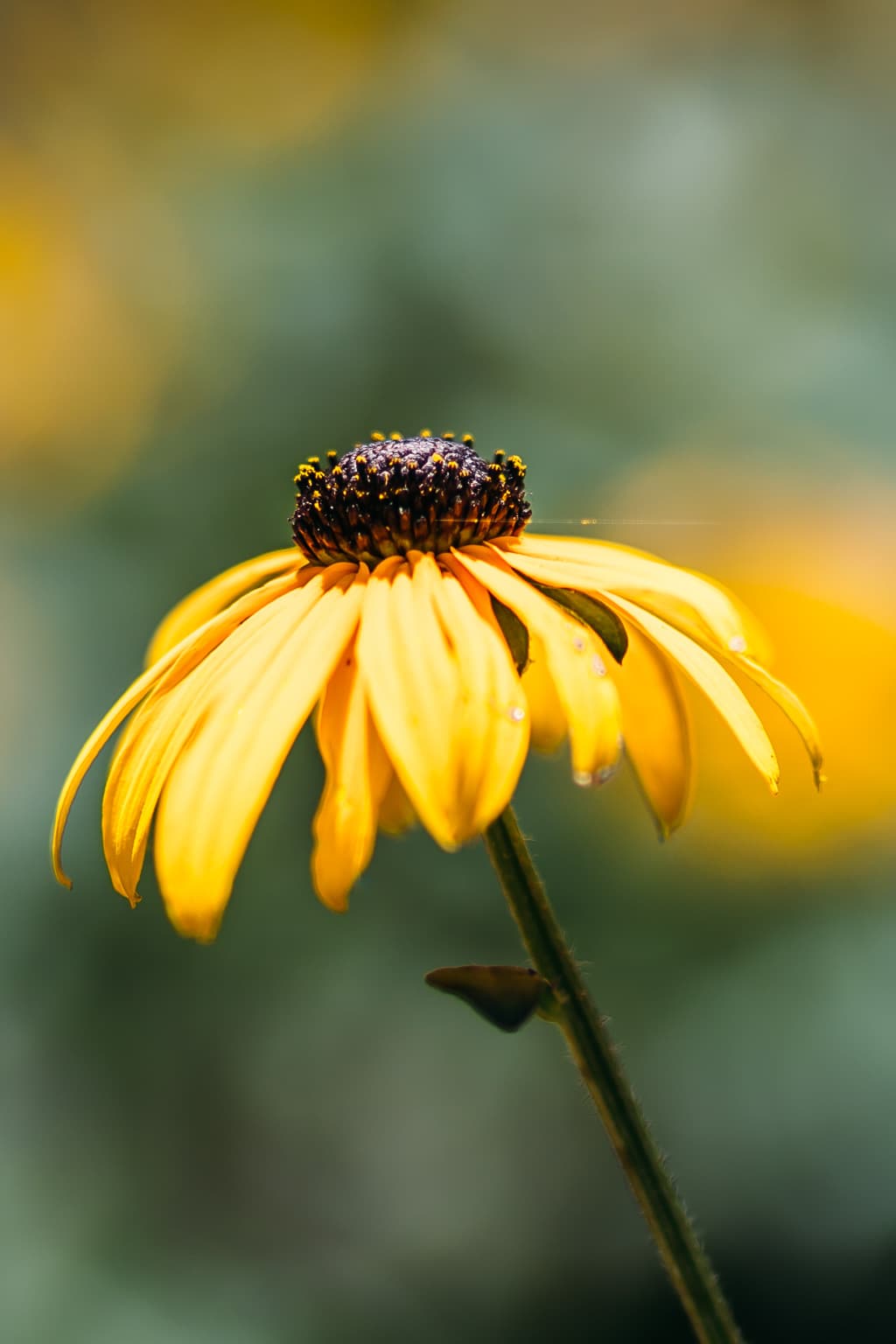 Atlanta Flower