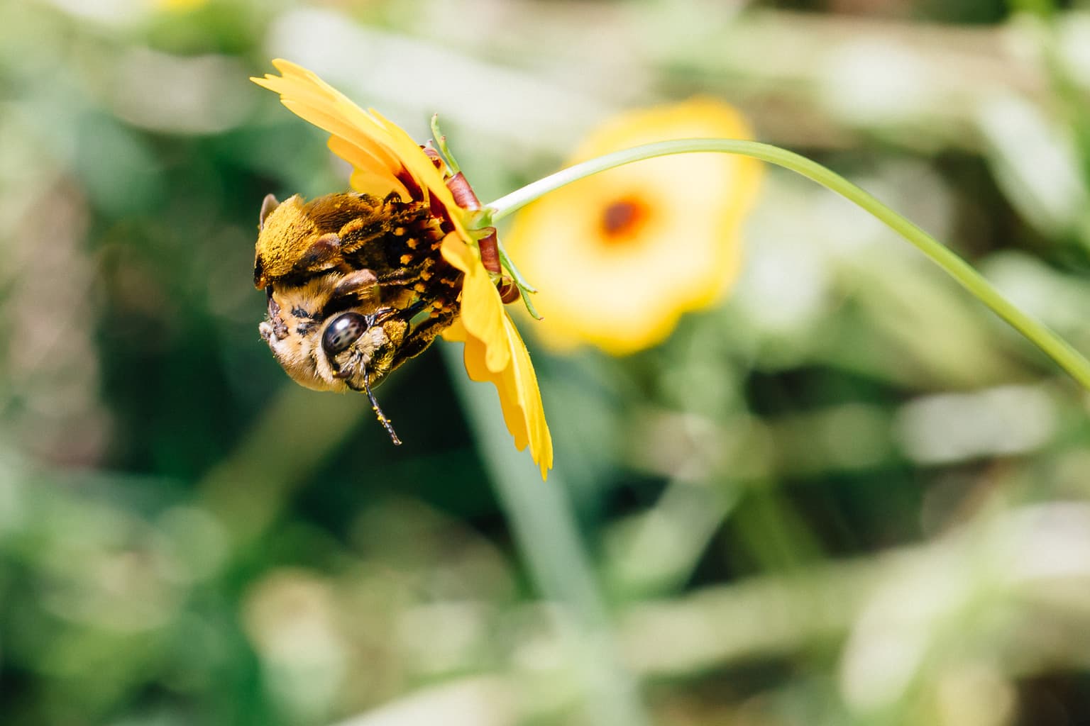 Bee