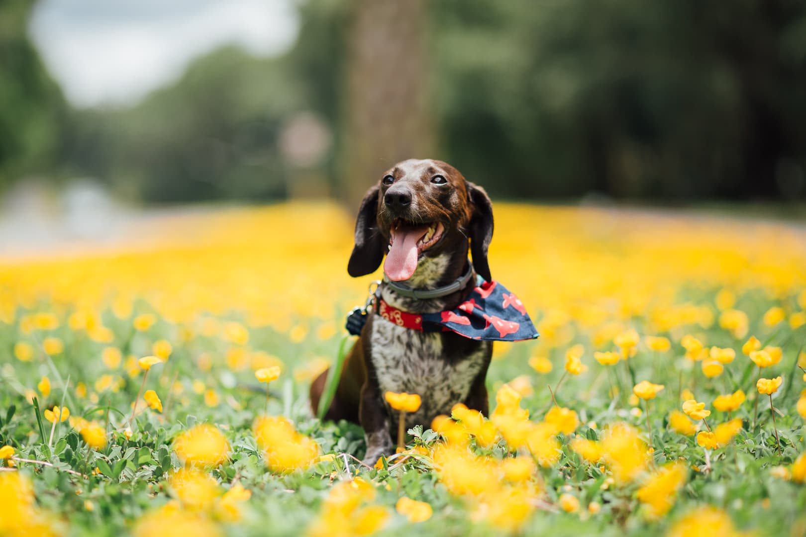 Kola Dachshund Flower Field