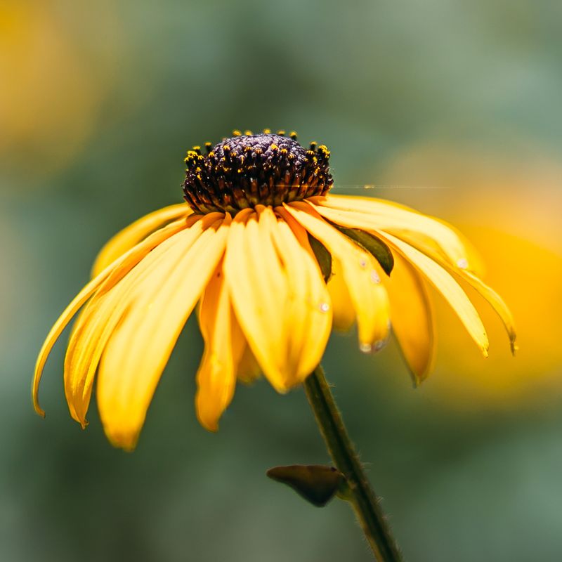 Atlanta Flower