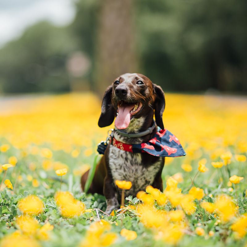 Kola Dachshund Flower Field