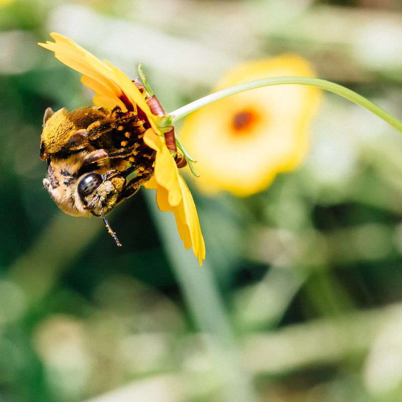 Bee